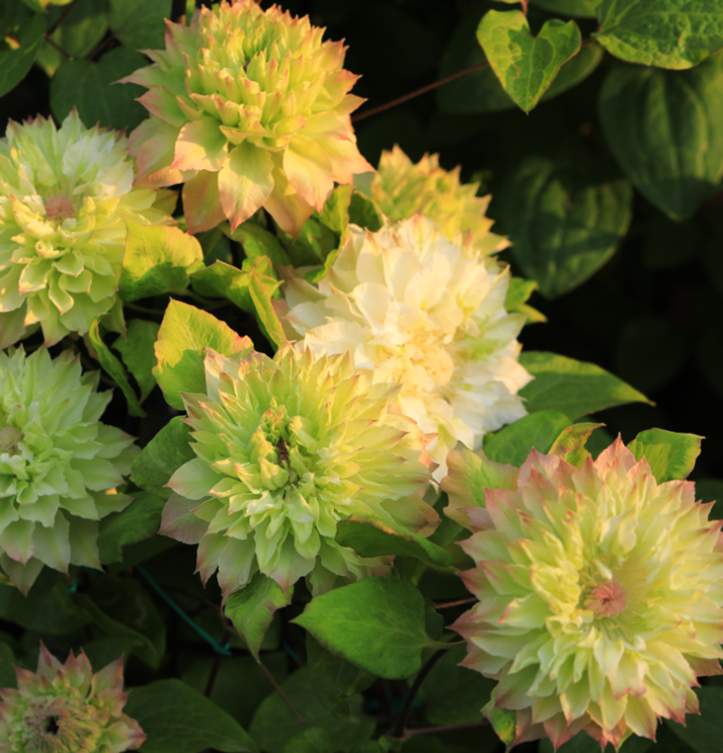 Клематис гибридный Мидори